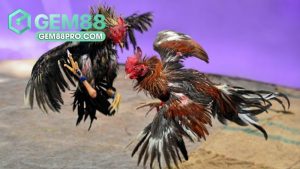 Sảnh đá gà WS168